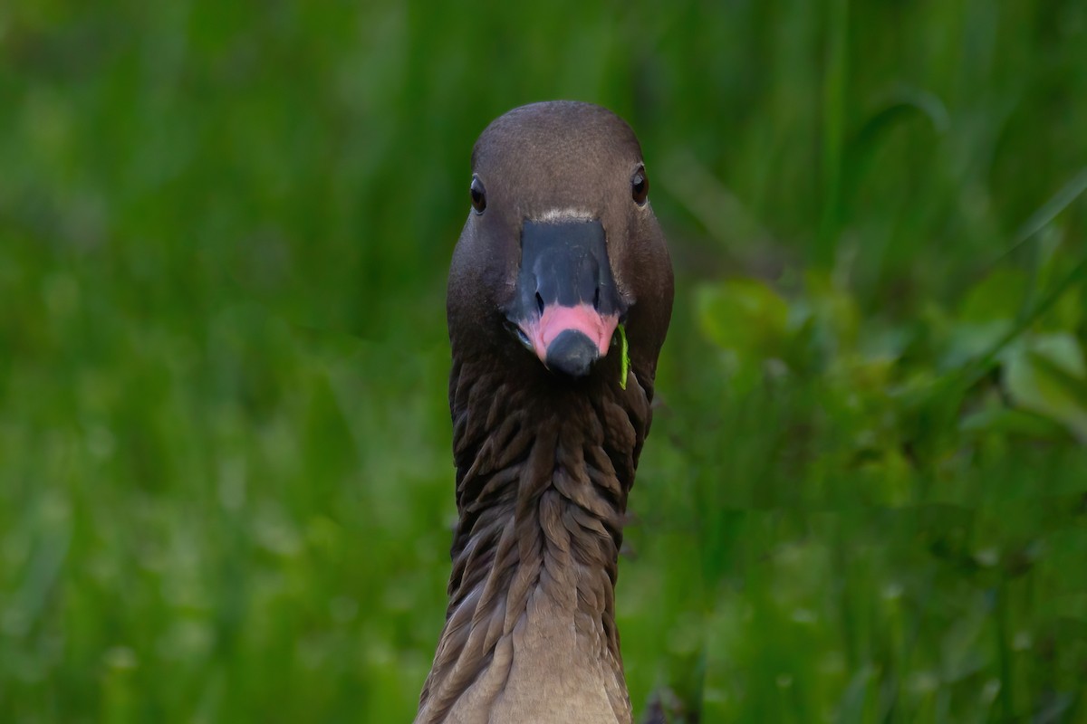 Pink-footed Goose - ML620128458