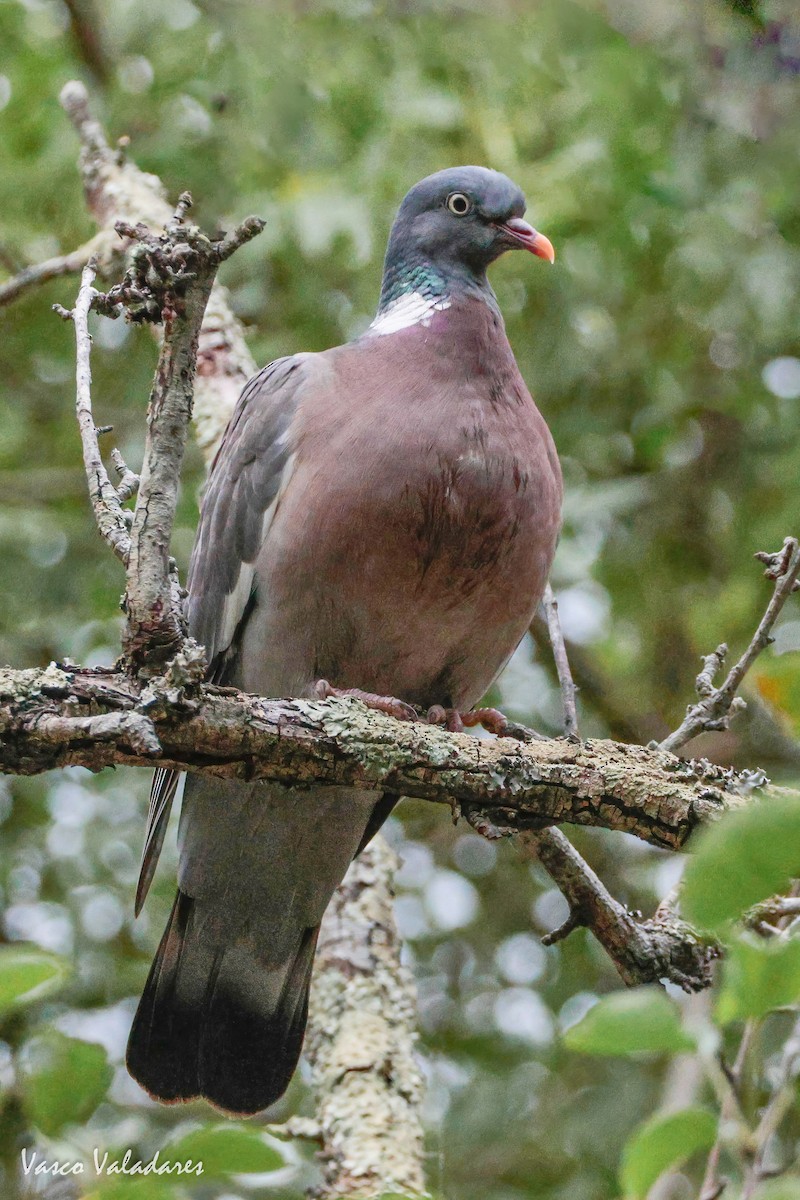 Common Wood-Pigeon - ML620128487