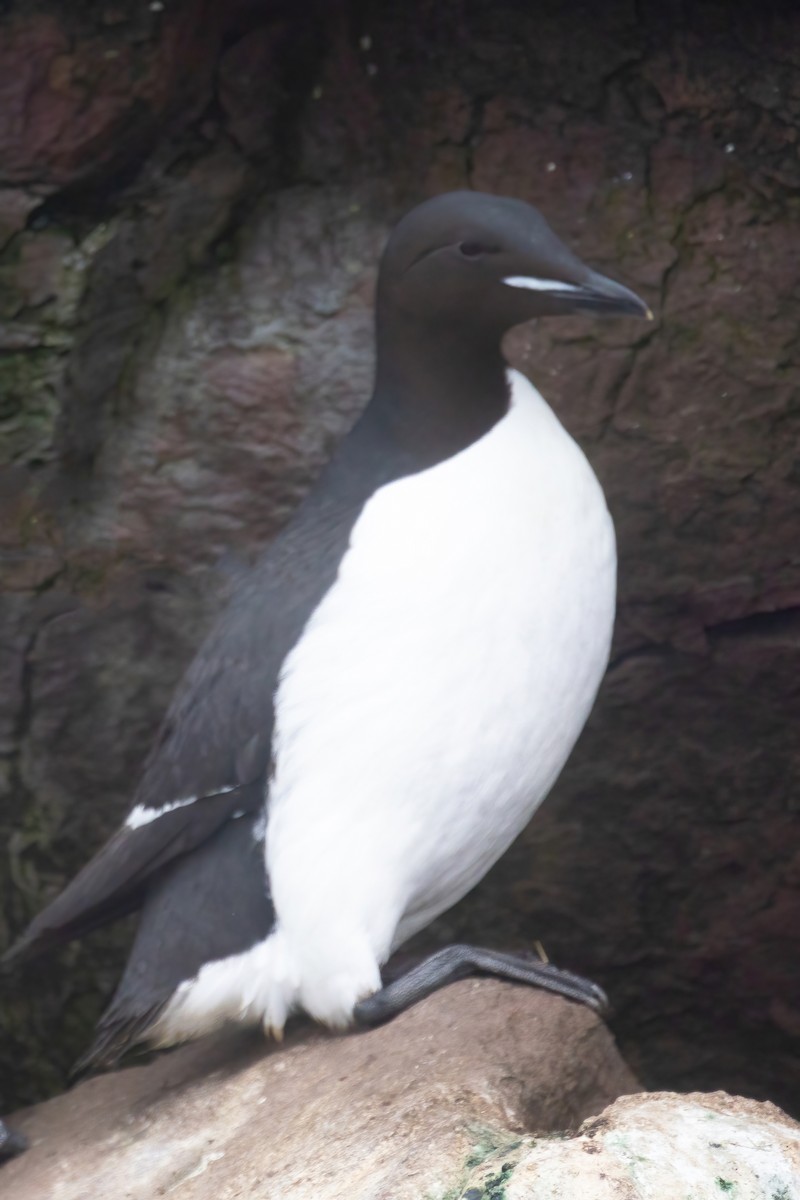 Thick-billed Murre - ML620128492