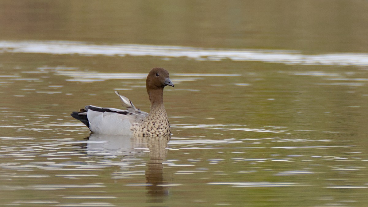 Maned Duck - ML620128496