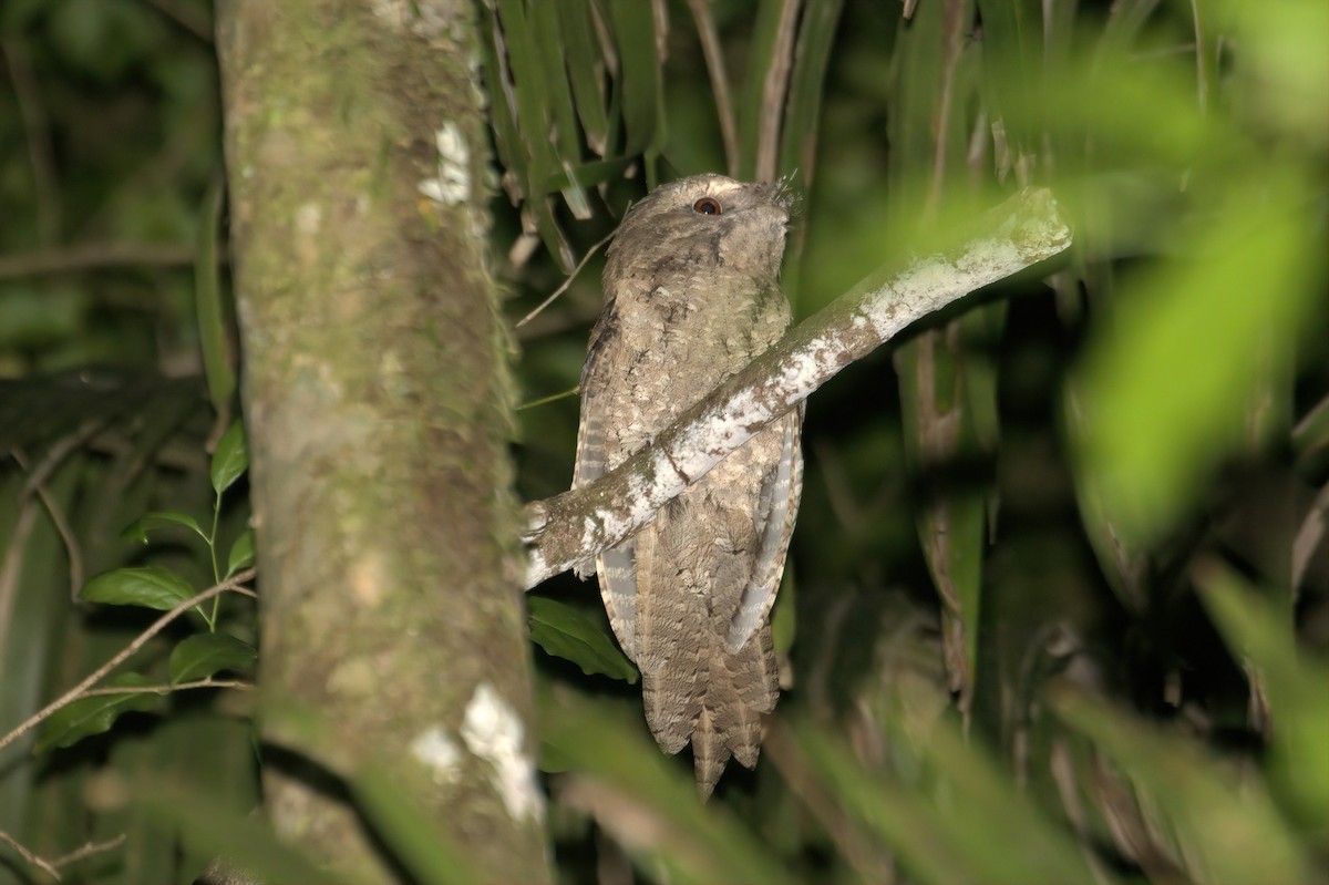 Marbled Frogmouth - ML620128509