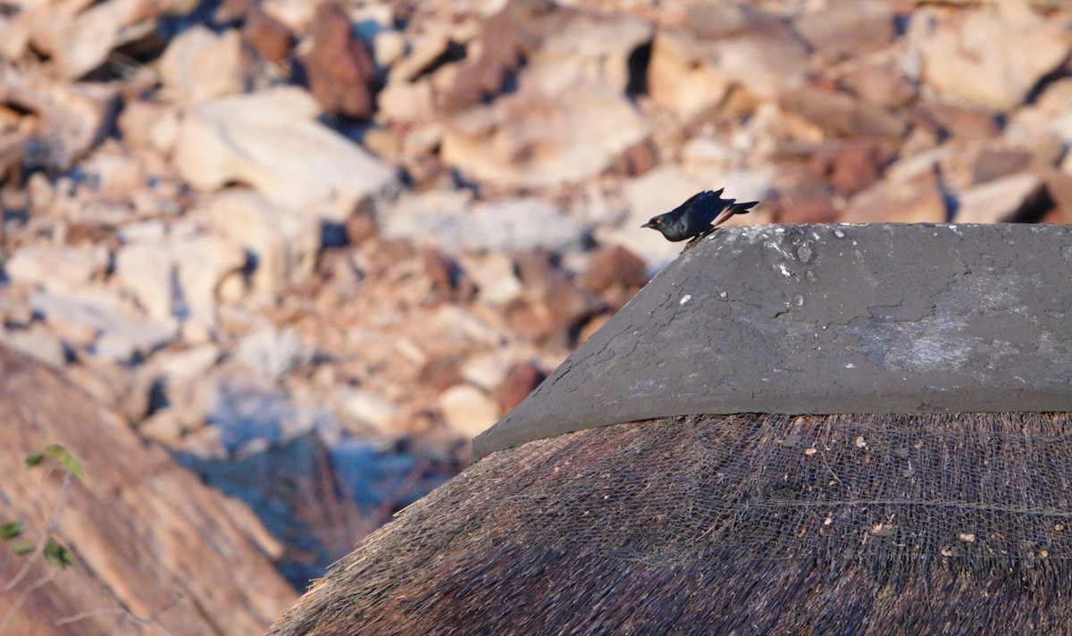 Pale-winged Starling - ML620128516
