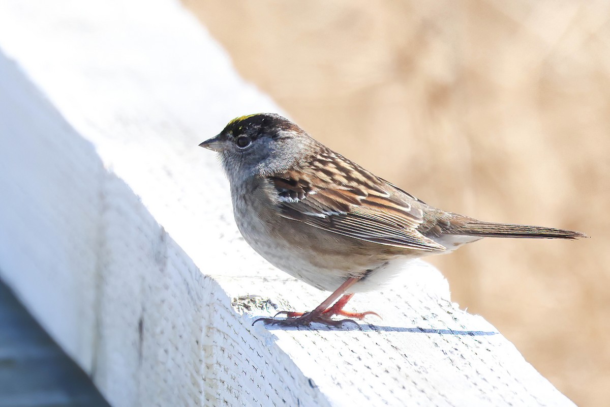 Golden-crowned Sparrow - ML620128520