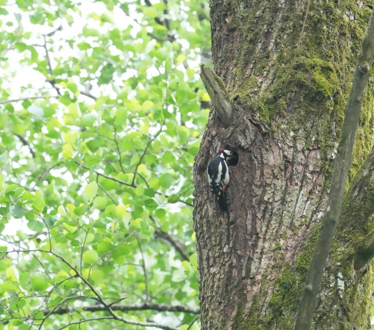 Great Spotted Woodpecker - ML620128541