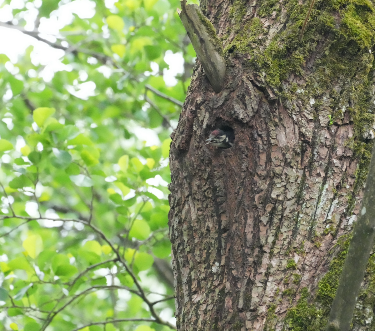 Great Spotted Woodpecker - ML620128542