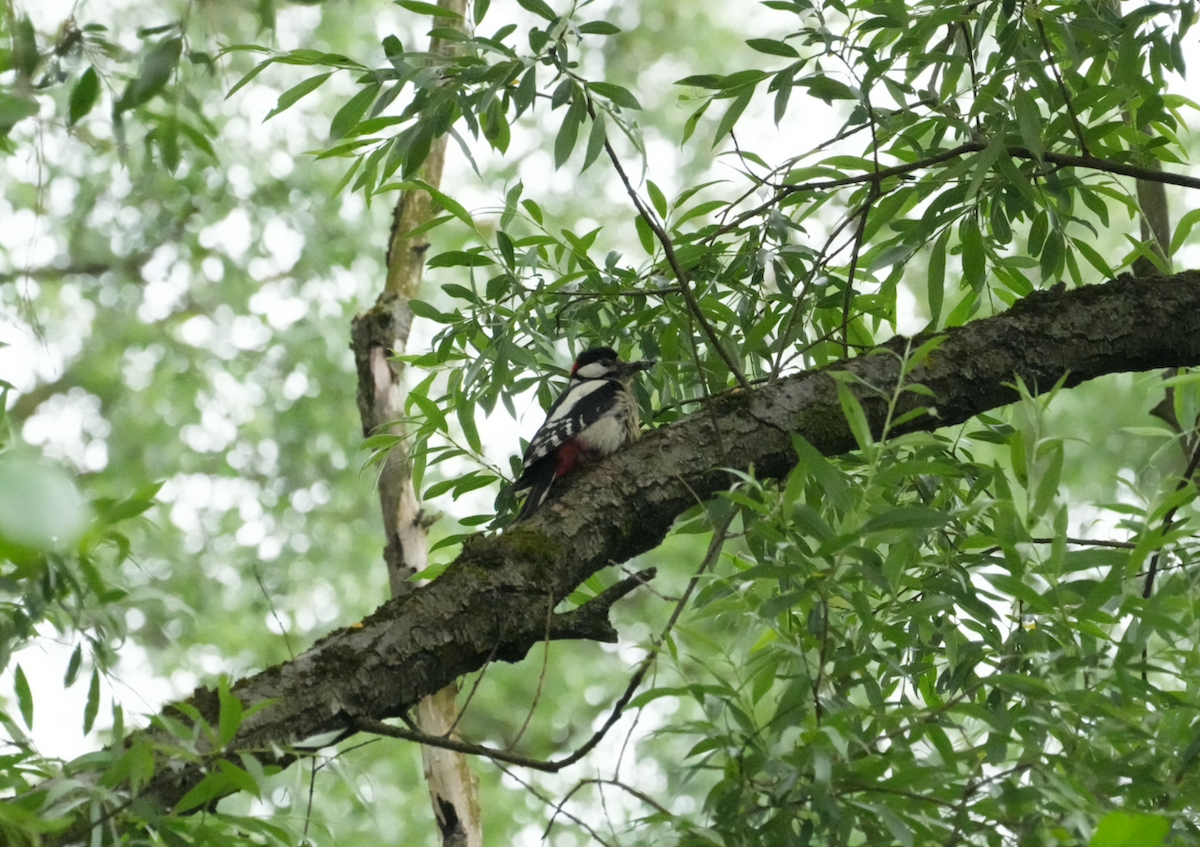 Great Spotted Woodpecker - ML620128544