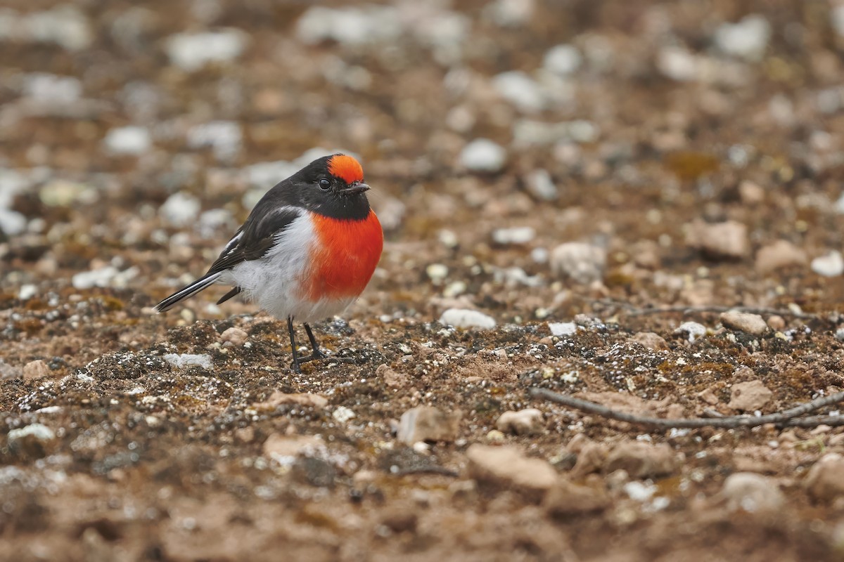 Red-capped Robin - ML620128561