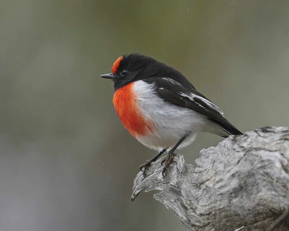 Red-capped Robin - ML620128562