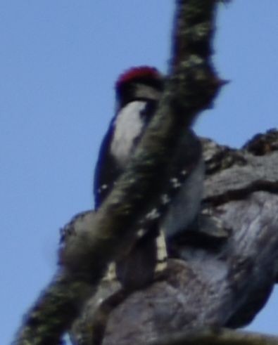 Downy Woodpecker - ML620128578