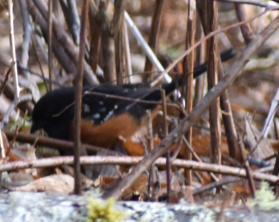 Spotted Towhee - ML620128594