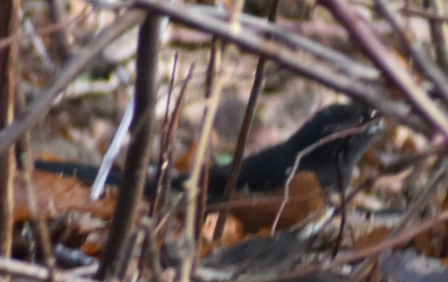 Spotted Towhee - ML620128595