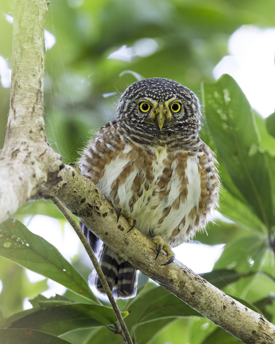 Collared Owlet - ML620128597