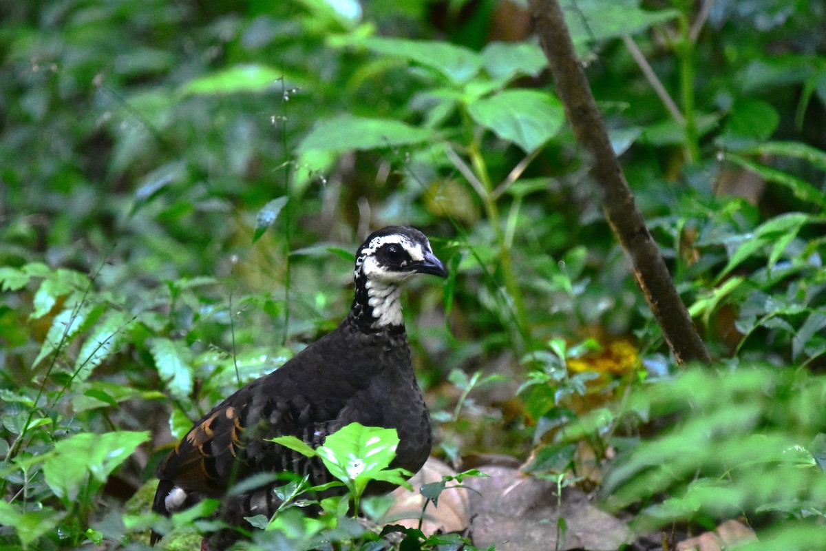 Gray-breasted Partridge - ML620128603