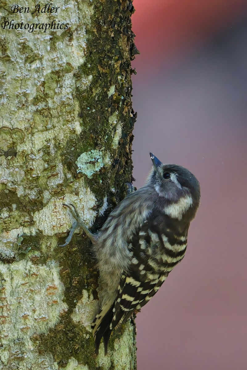 Japanese Pygmy Woodpecker - ML620128644