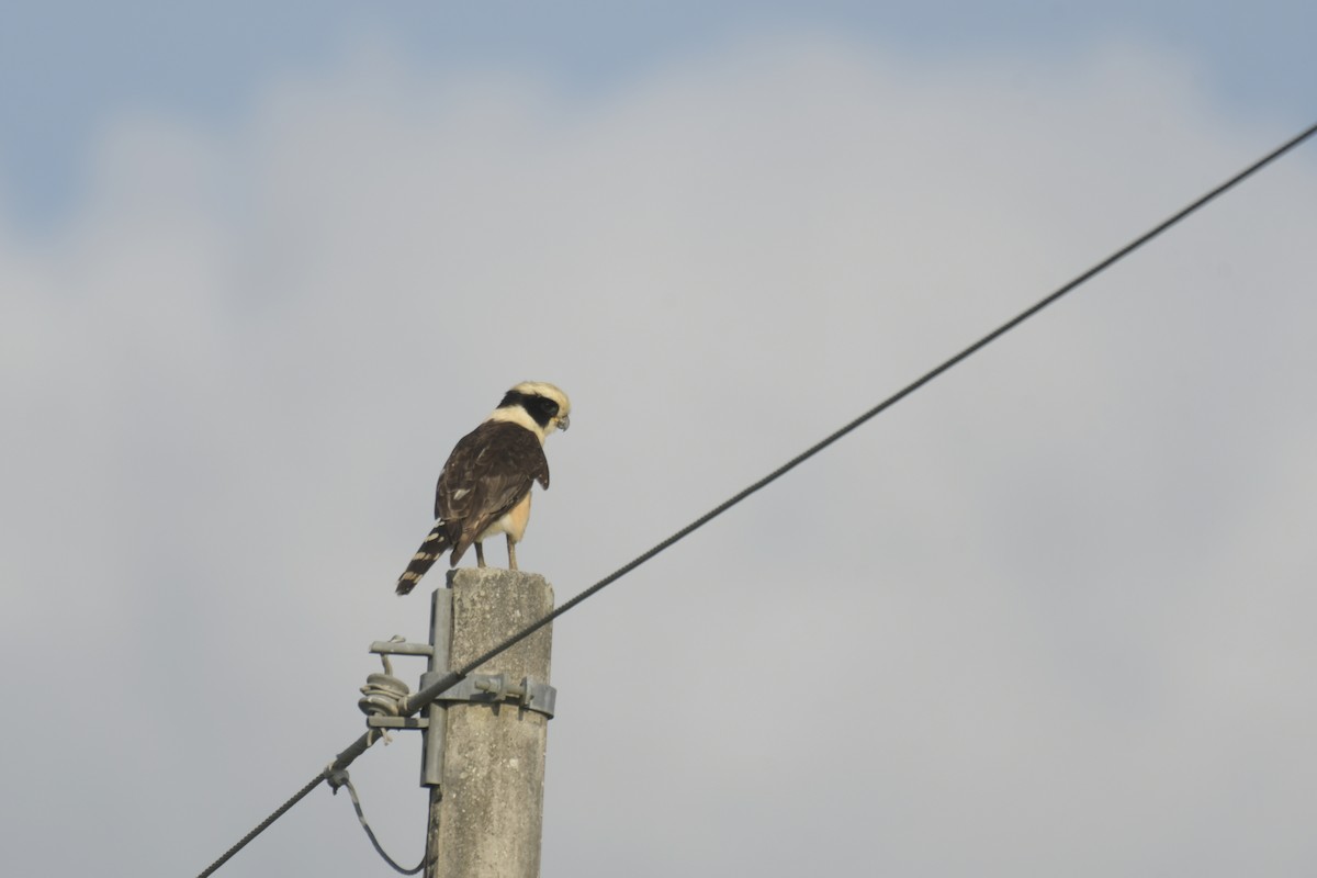 Laughing Falcon - ML620128647