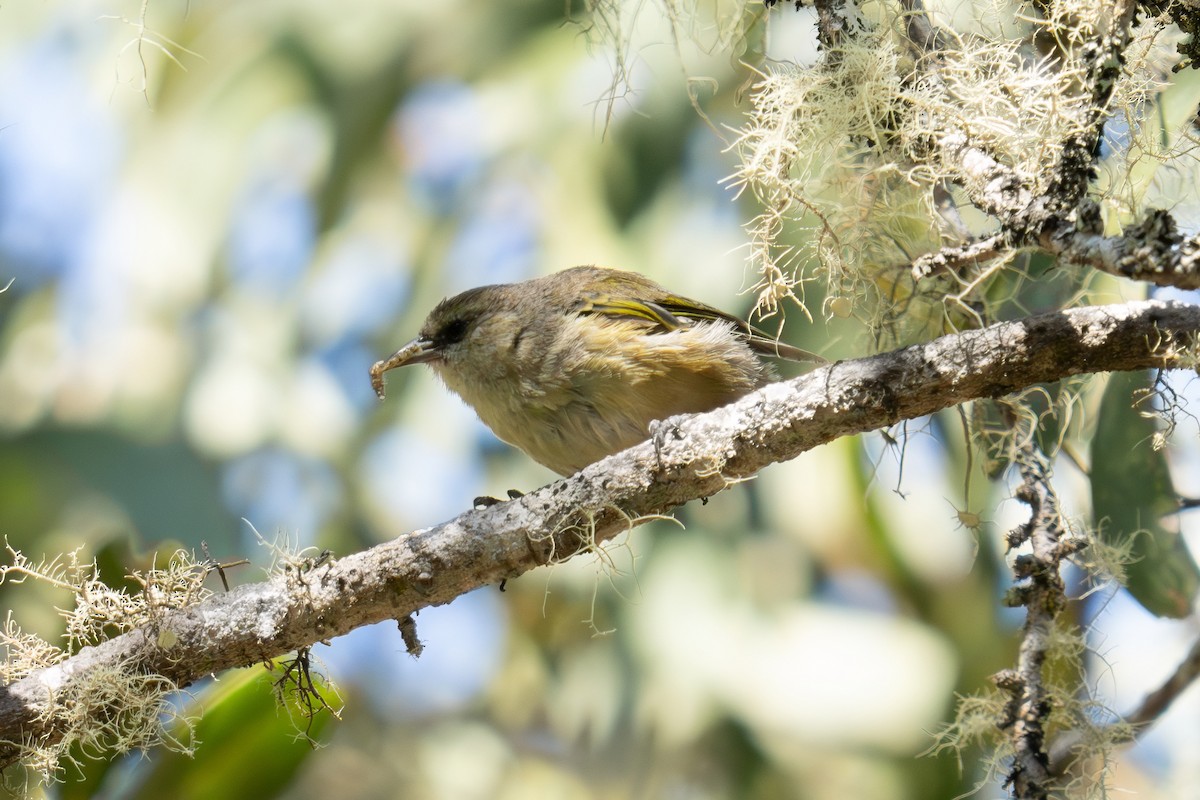 Mana-Akepakleidervogel - ML620128650