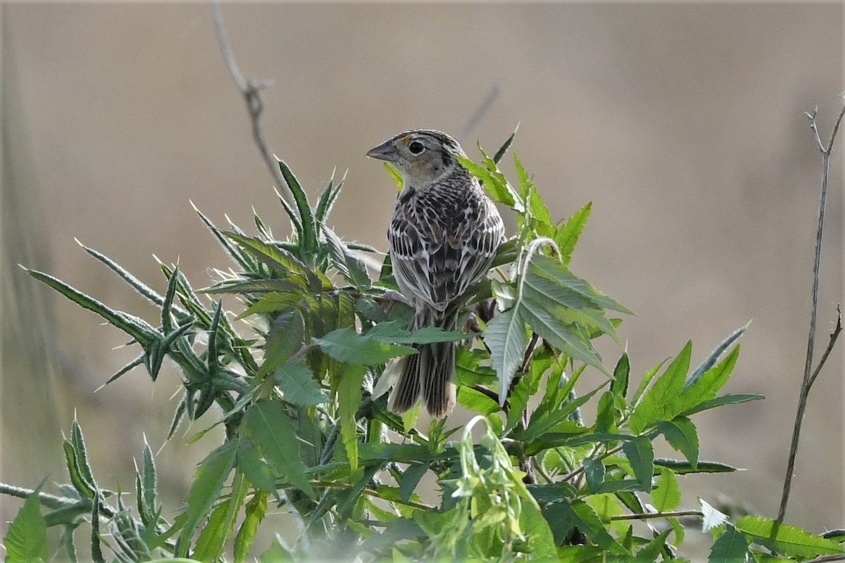 Grasshopper Sparrow - ML620128667