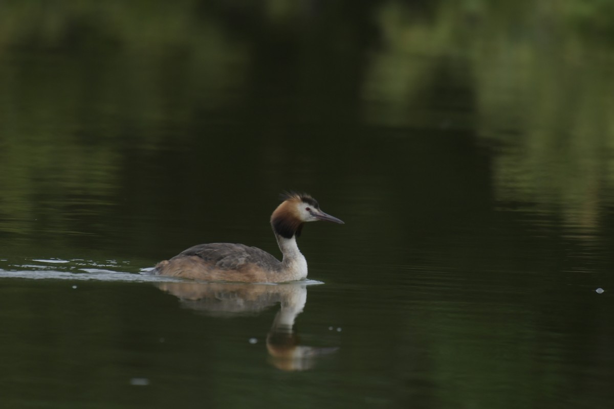 Great Crested Grebe - ML620128687