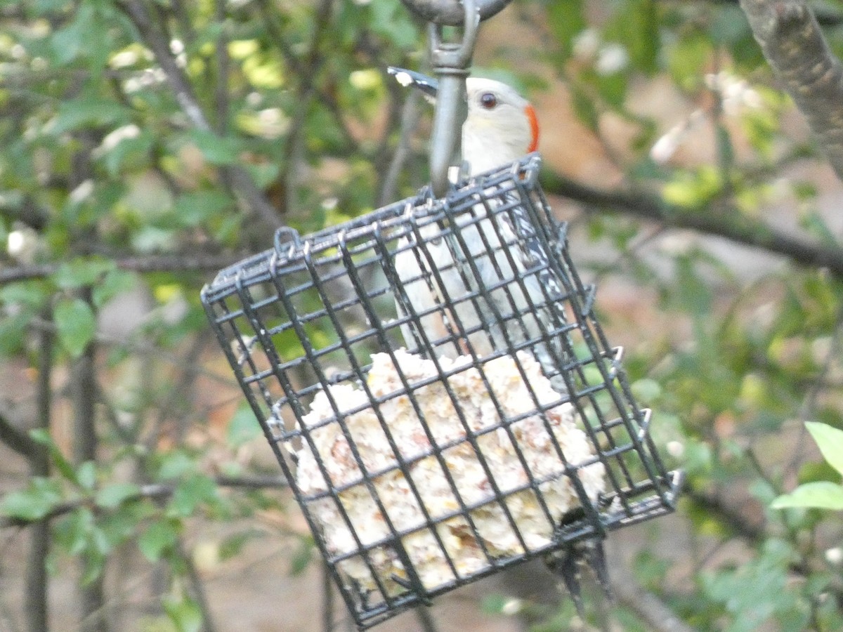 Red-bellied Woodpecker - ML620128691