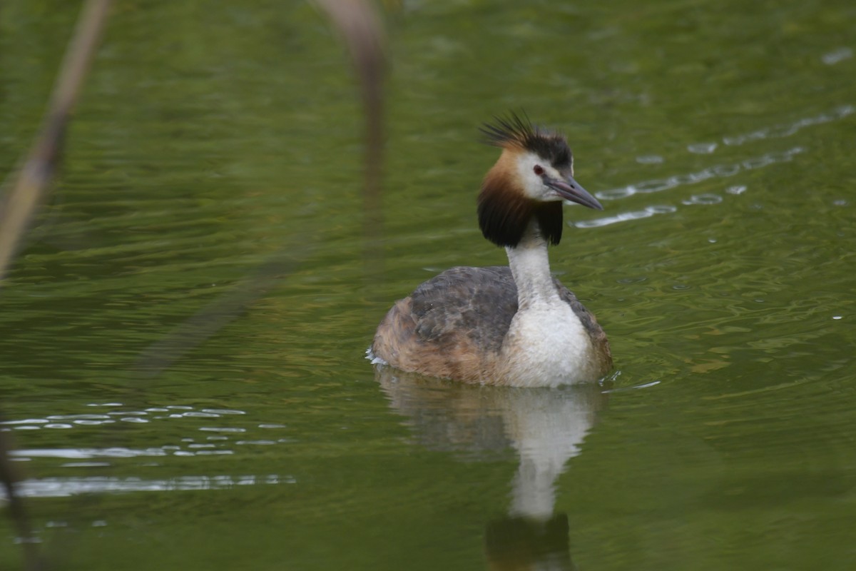 Great Crested Grebe - ML620128693