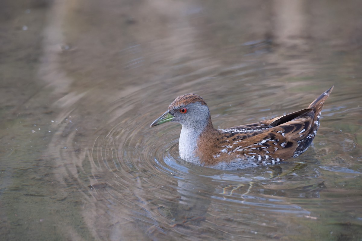 Baillon's Crake - ML620128701