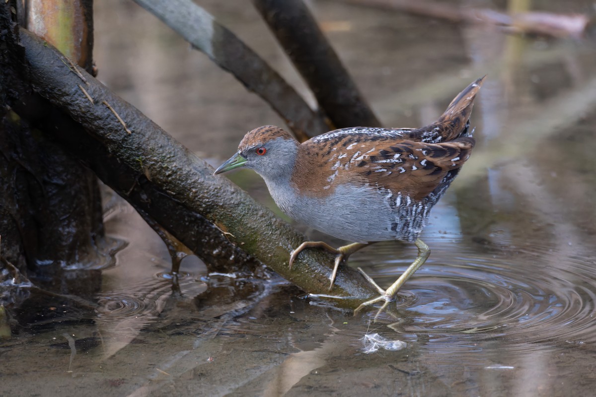 Baillon's Crake - ML620128702