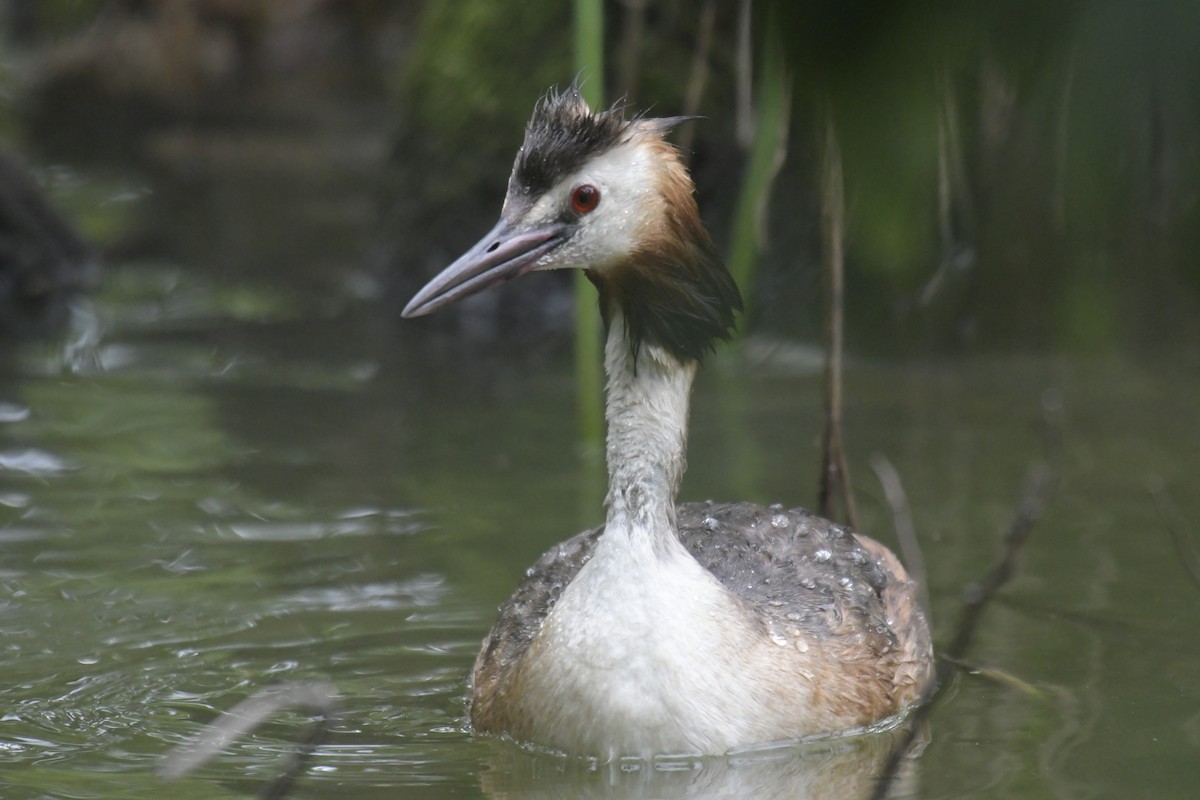 Great Crested Grebe - ML620128703