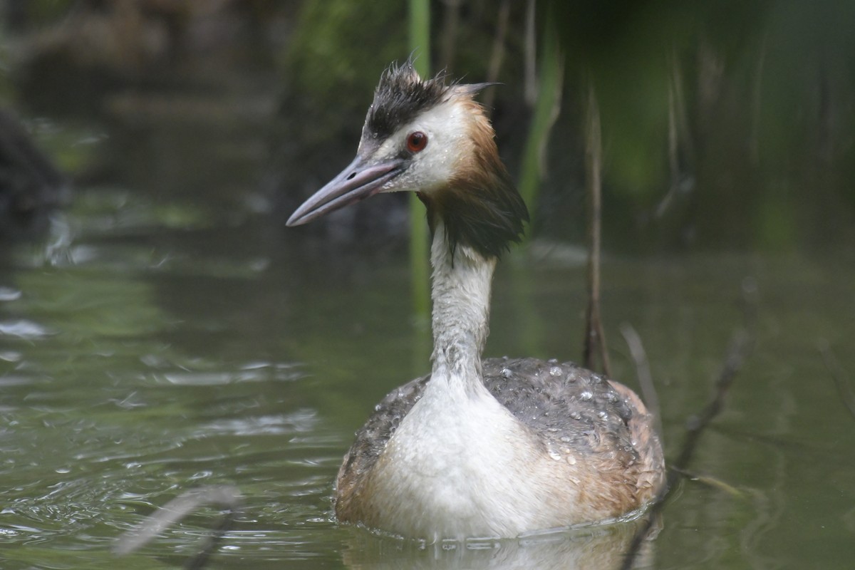 Great Crested Grebe - Adam Dhalla