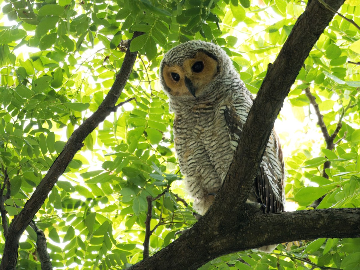 Spotted Wood-Owl - ML620128707