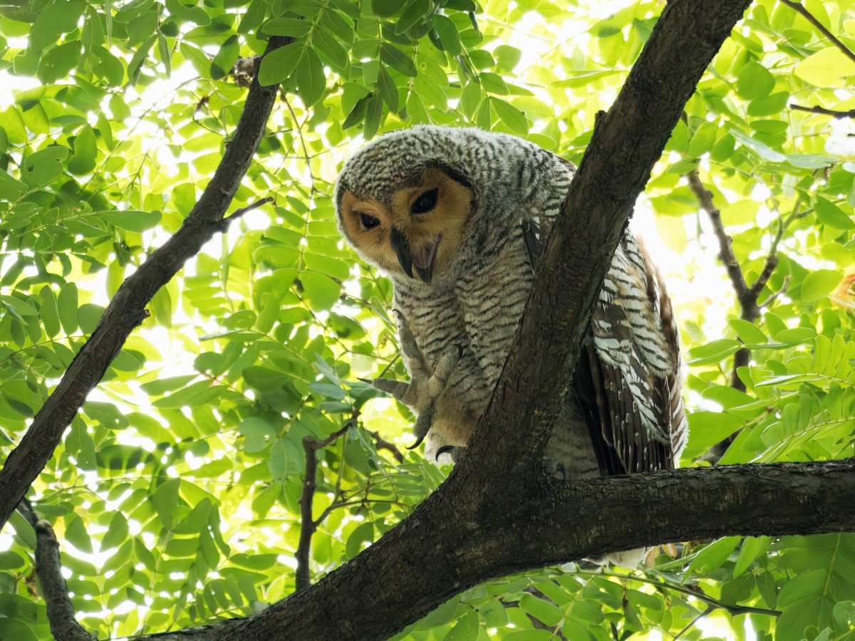 Spotted Wood-Owl - ML620128708