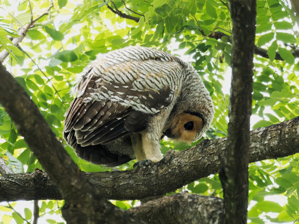 Spotted Wood-Owl - ML620128709
