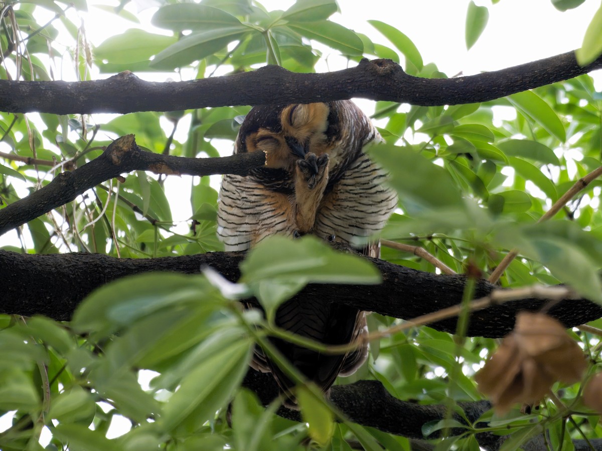 Spotted Wood-Owl - ML620128710
