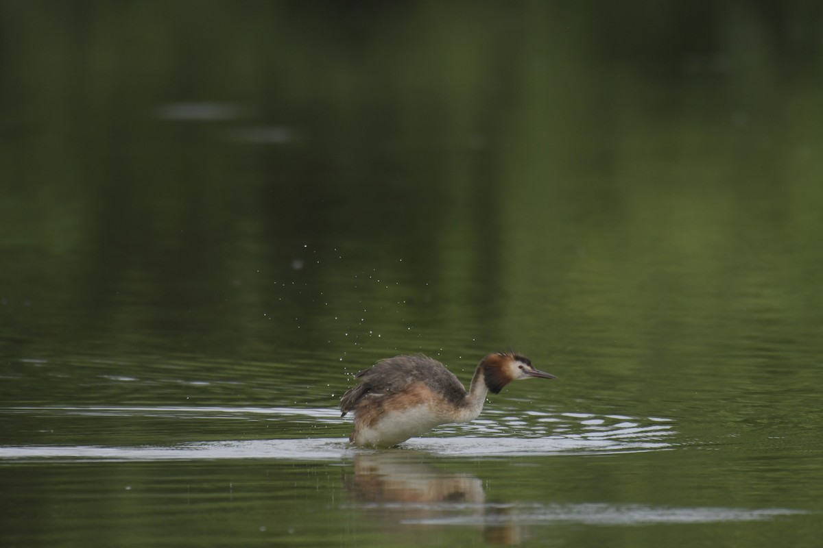 Great Crested Grebe - ML620128714