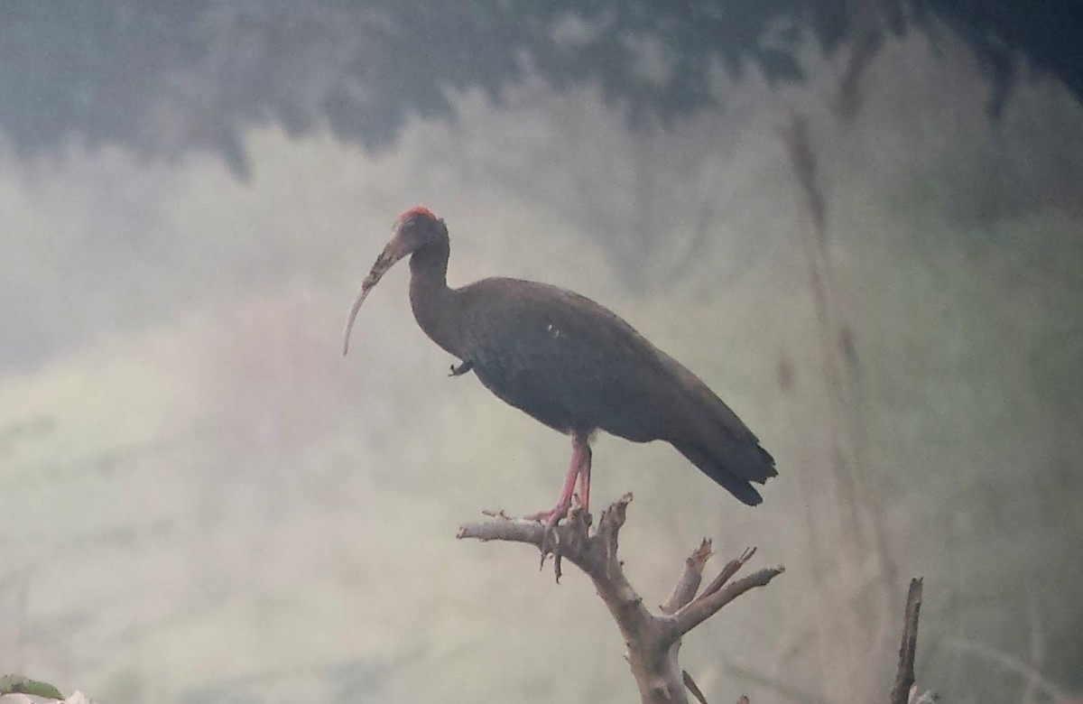 ibis bradavičnatý - ML620128716
