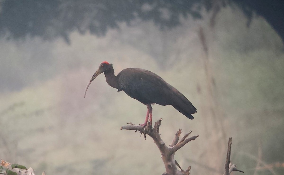 Red-naped Ibis - ML620128717