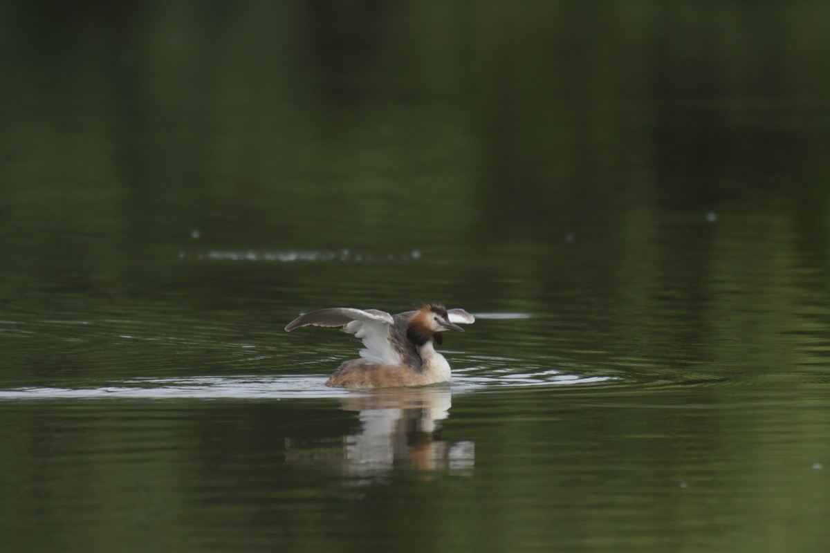 Great Crested Grebe - ML620128718