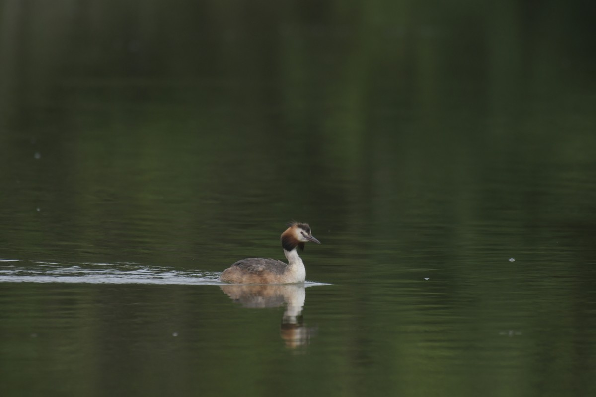 Great Crested Grebe - ML620128723