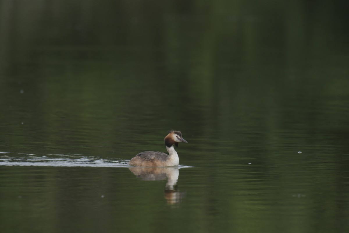 Great Crested Grebe - Adam Dhalla