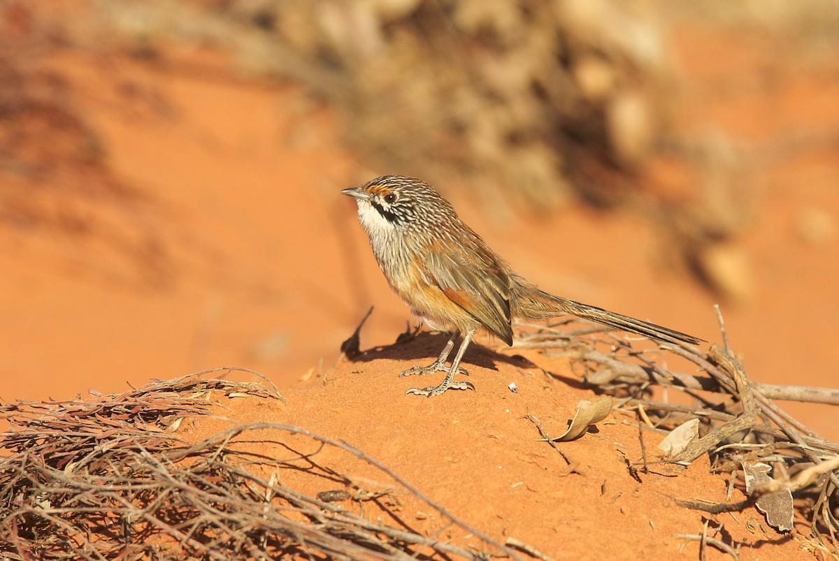 Striated Grasswren - ML620128724