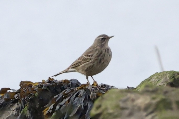 Water Pipit - ML620128729