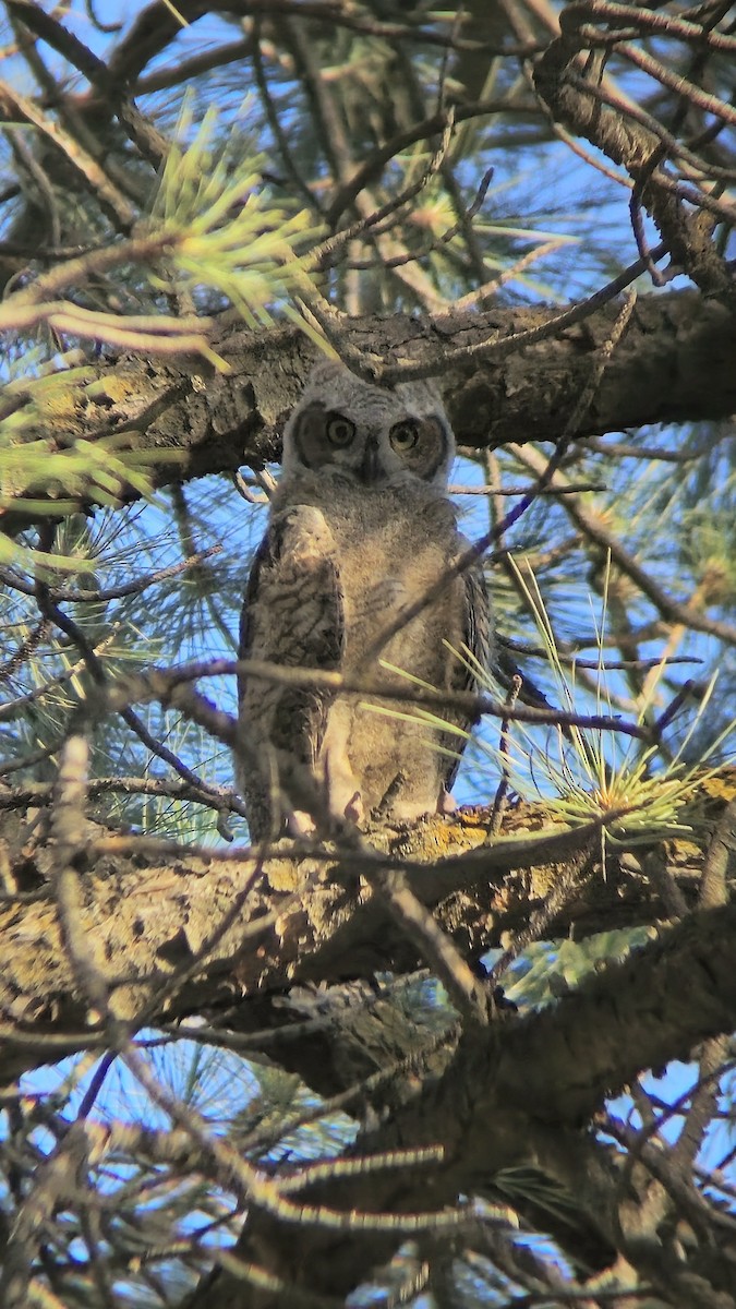 Great Horned Owl - ML620128756