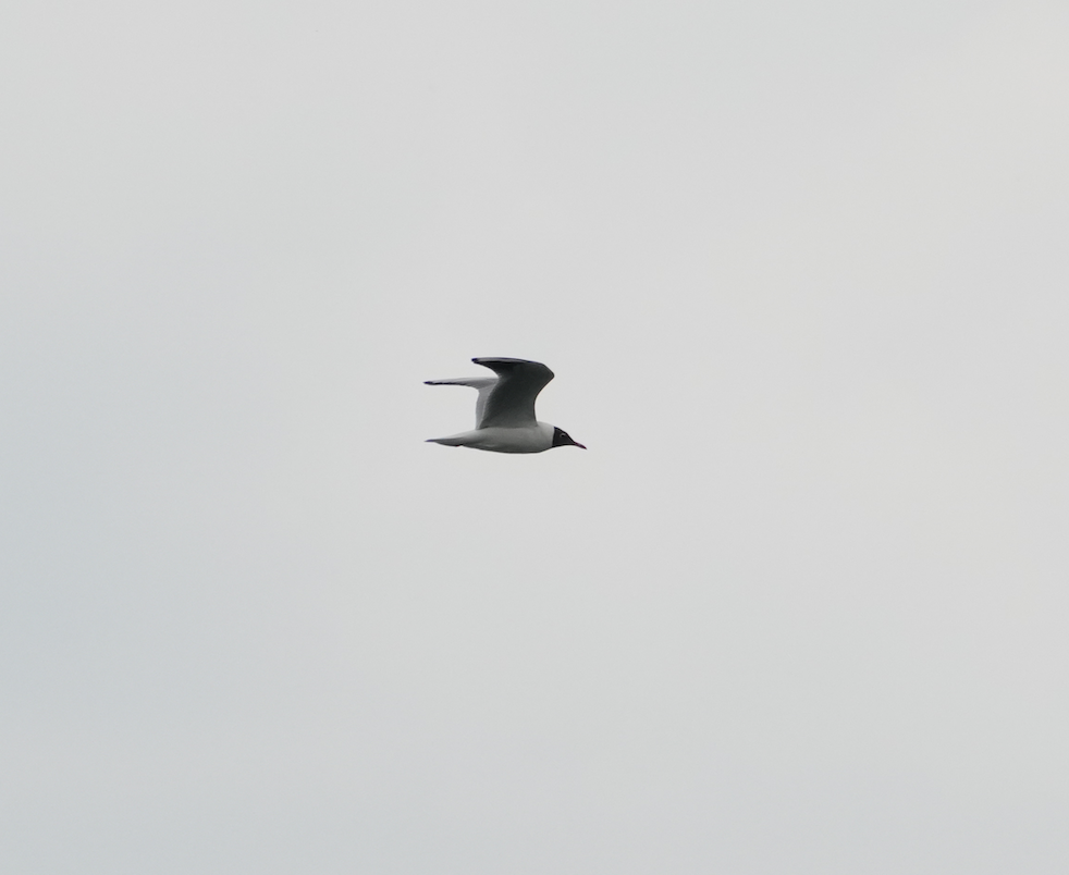 Black-headed Gull - ML620128757