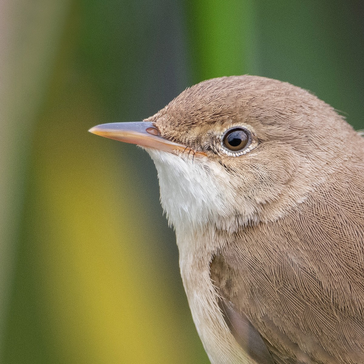 Common Reed Warbler - ML620128767