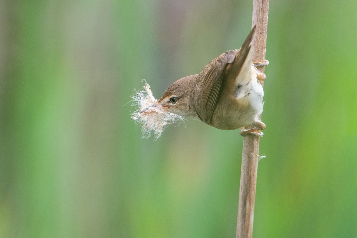 Common Reed Warbler - ML620128768