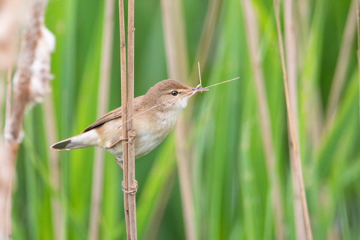 Common Reed Warbler - ML620128770
