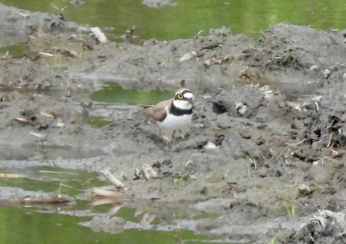 Little Ringed Plover - ML620128778