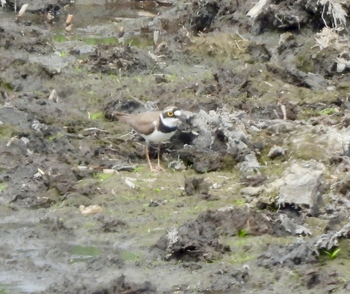 Little Ringed Plover - ML620128779