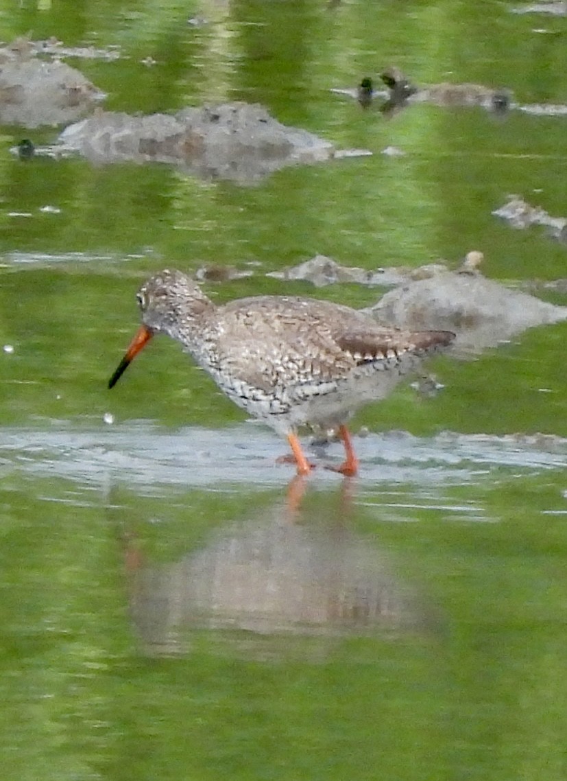 Common Redshank - ML620128787