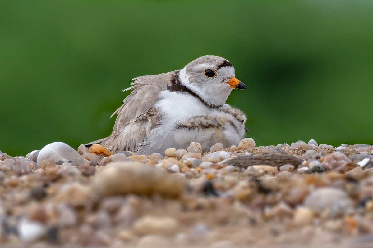 Piping Plover - ML620128797