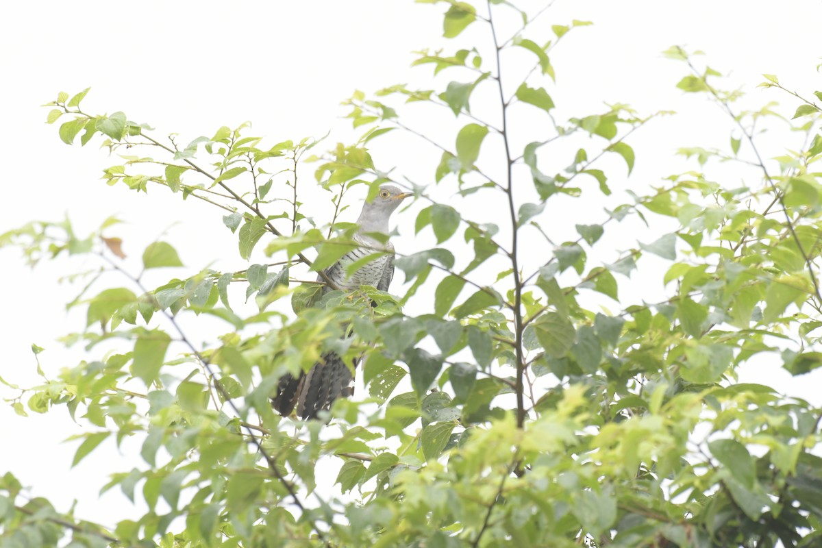 Common Cuckoo - ML620128812